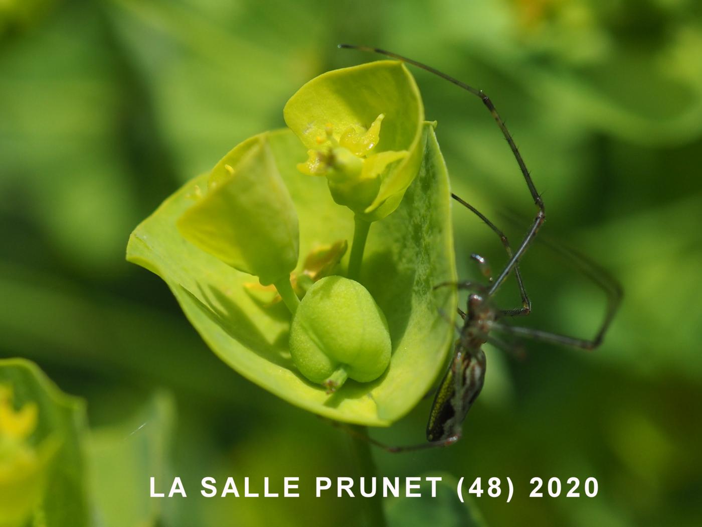 Spurge, Wood fruit